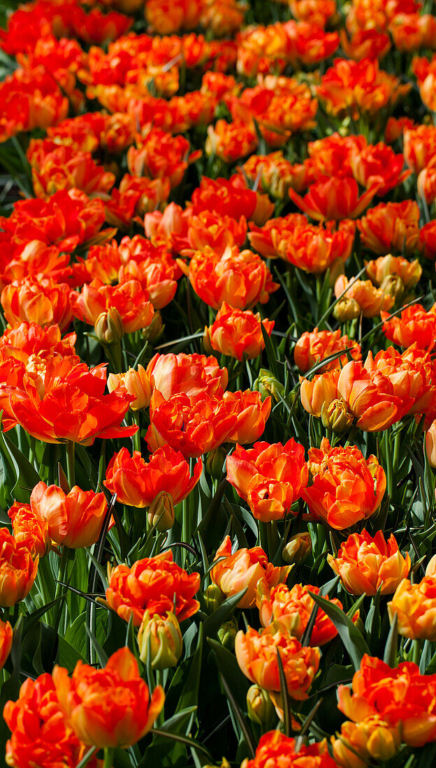 Tulipa 'Monte Orange'