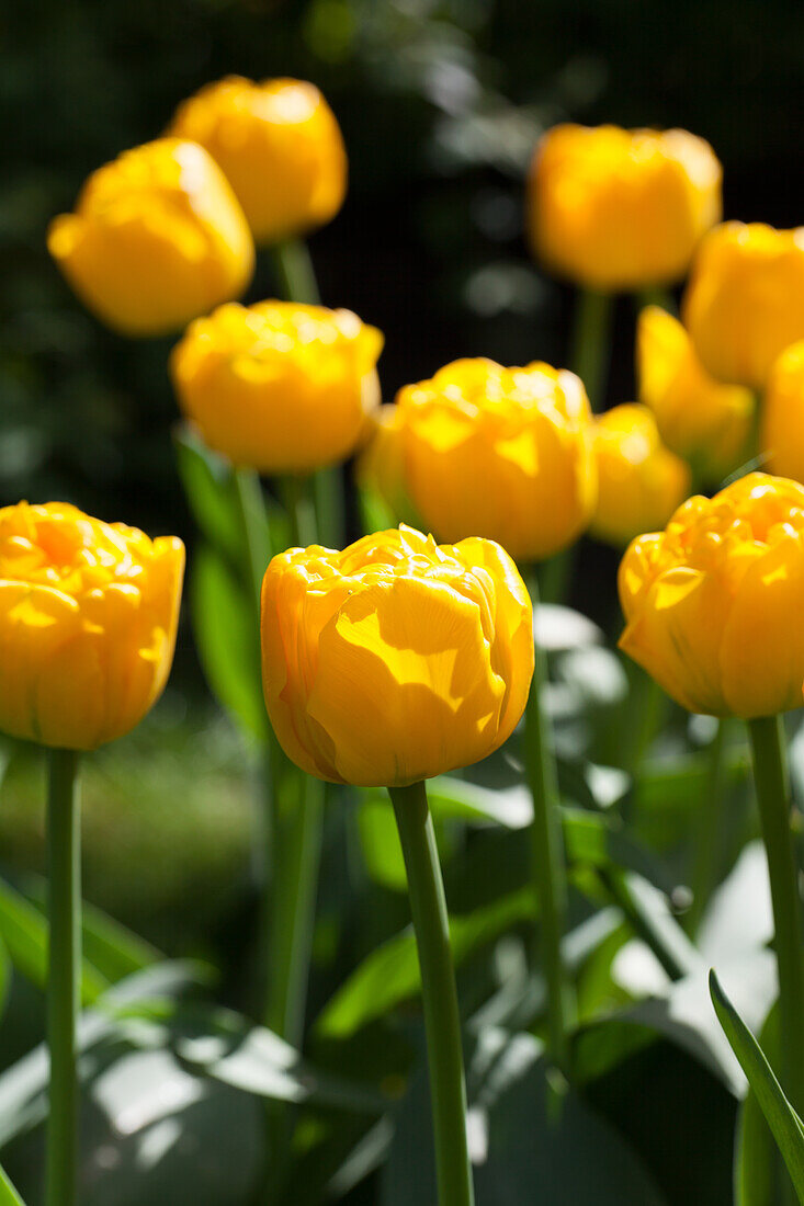 Tulipa Gold Fever