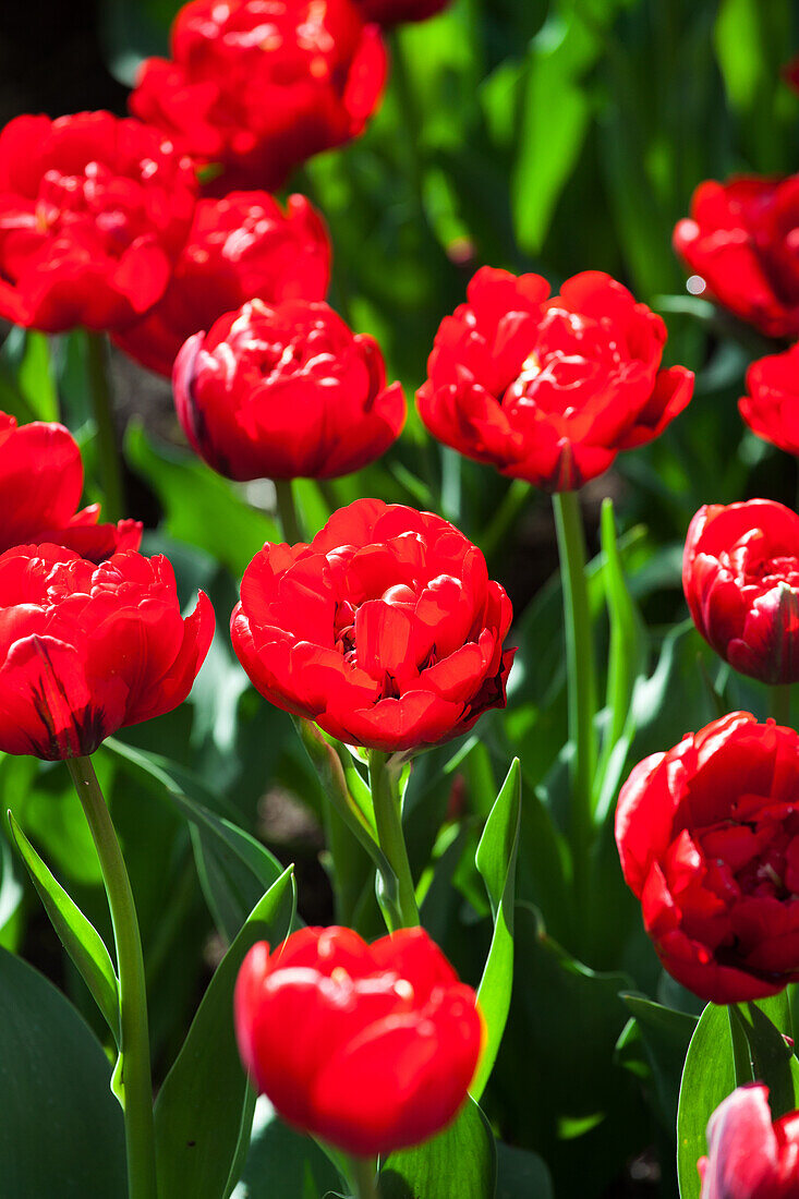 Tulipa 'Red Nova