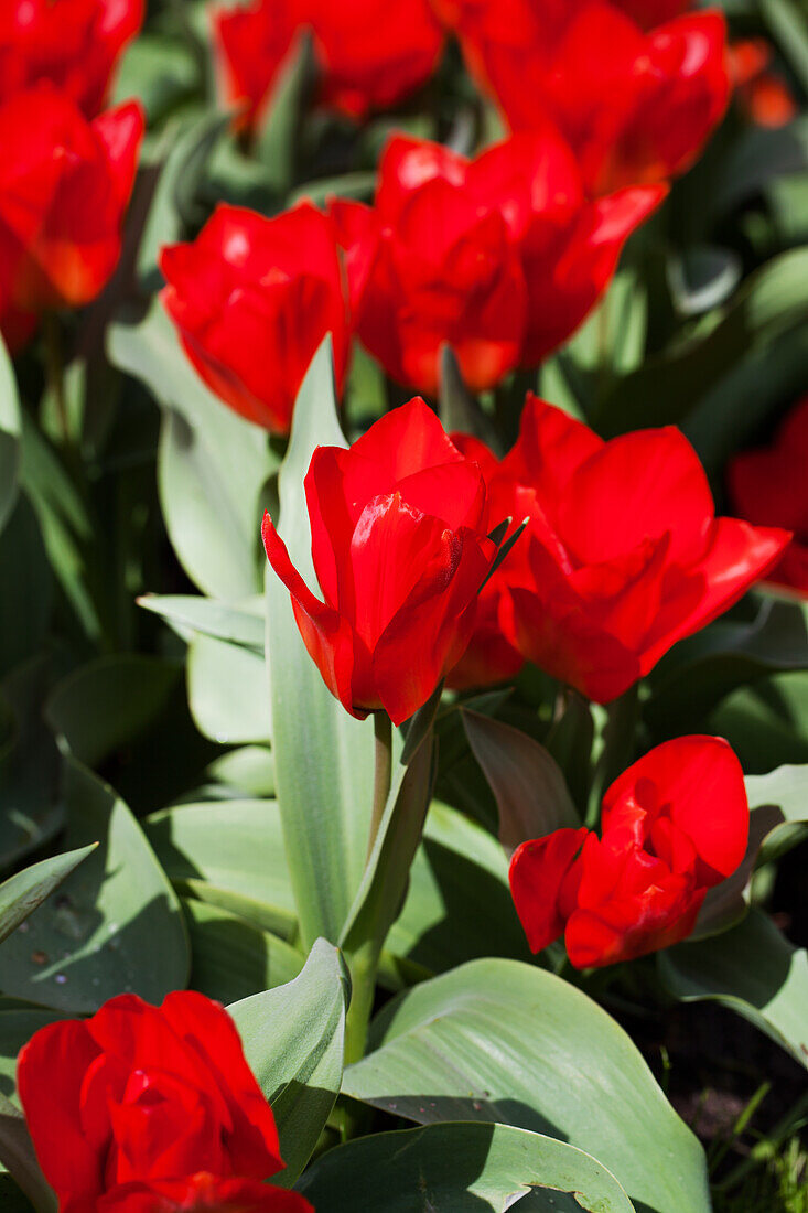Tulipa fosteriana 'Madame Lefeber'