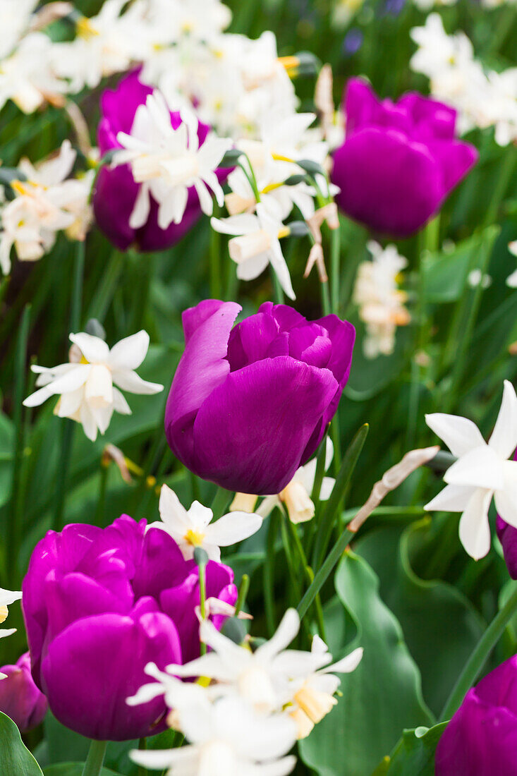 Tulipa 'Passionale'