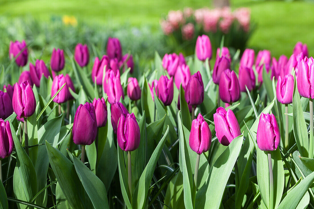 Tulipa 'Purple Prince'