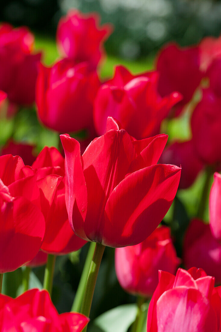 Tulipa, rot