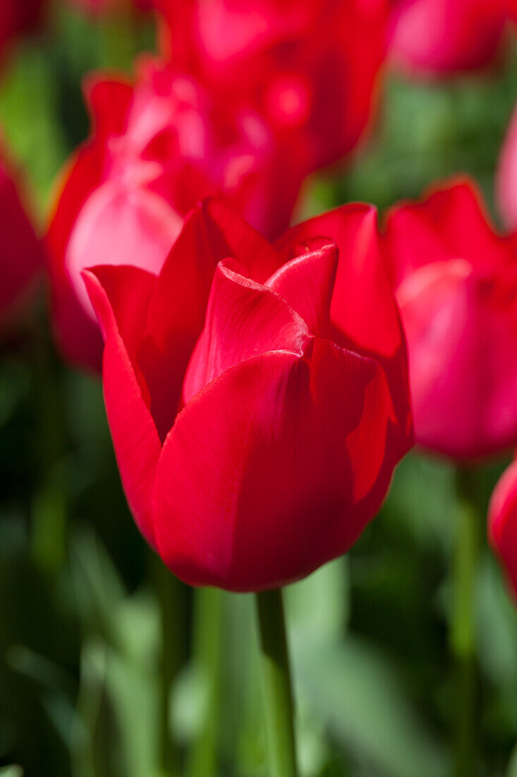 Tulipa, red