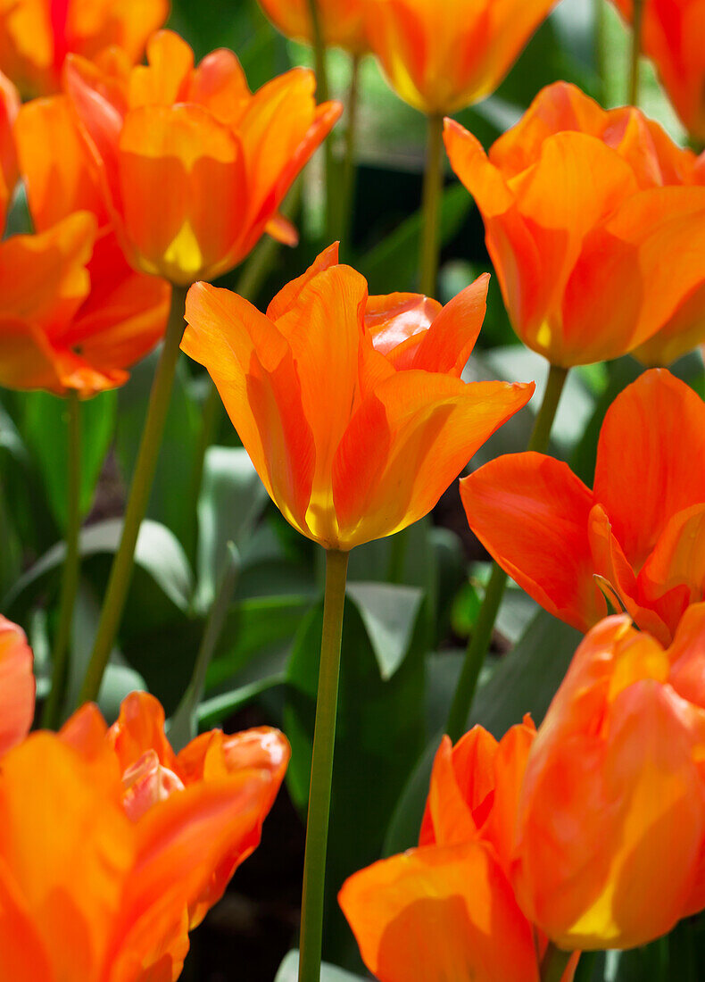 Tulipa fosteriana 'Orange Breeze'