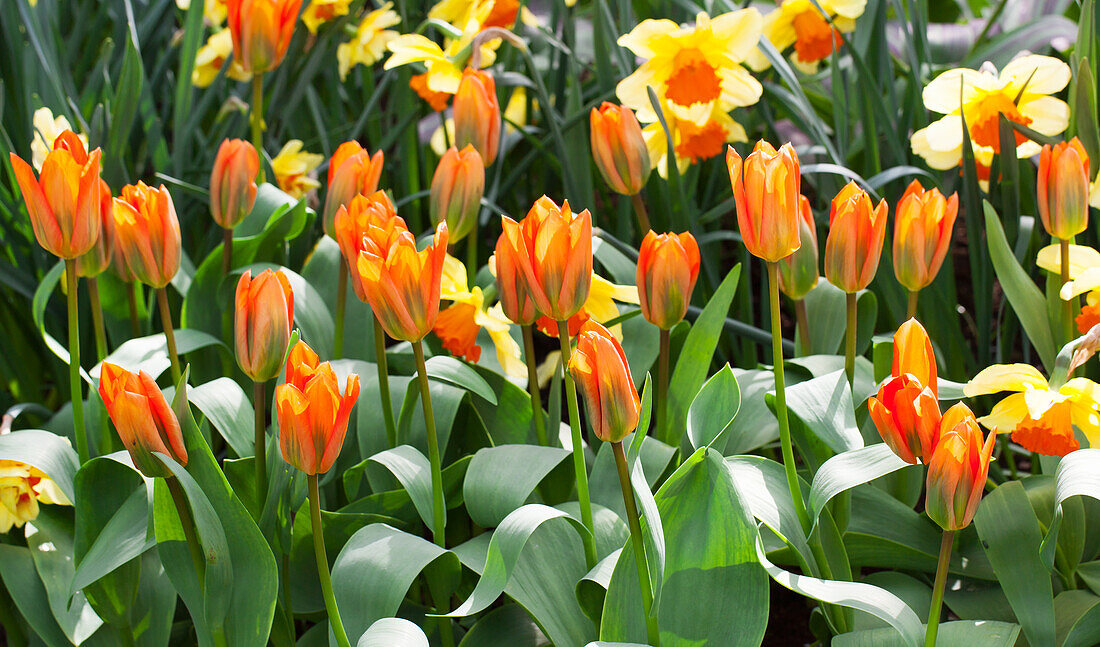 Tulipa fosteriana Orange Emperor