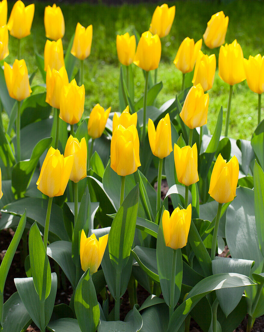 Tulipa fosteriana 'Yellow Purissima'