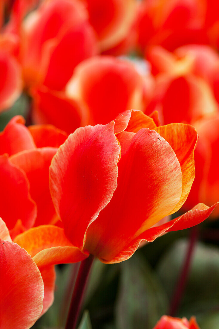 Tulipa greigii 'Corsage'