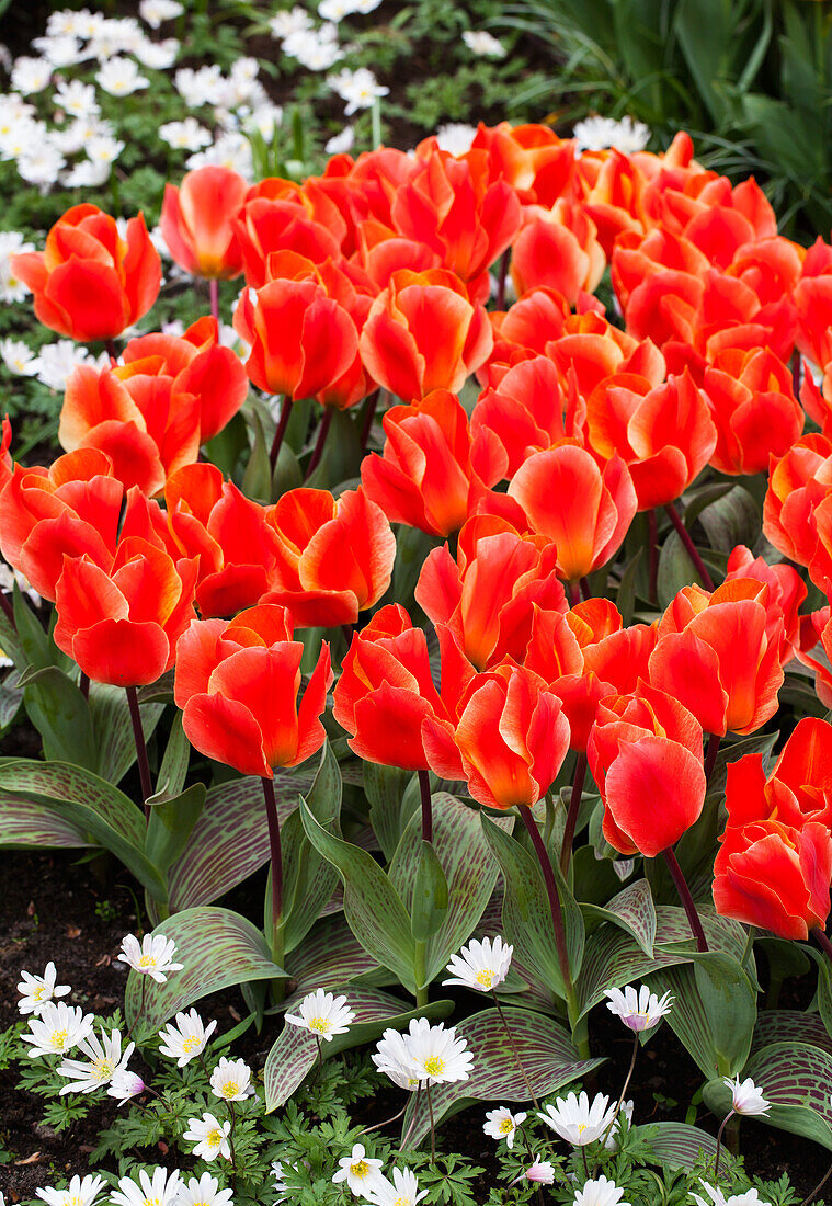 Tulipa greigii 'Corsage'