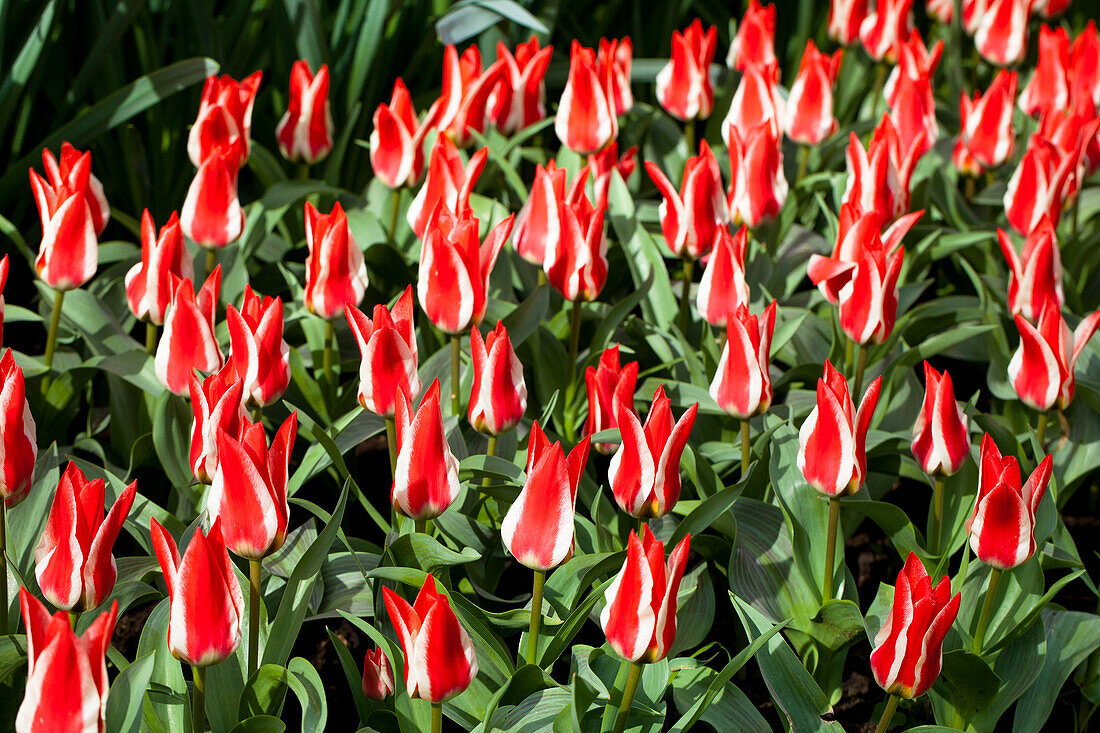 Tulipa greigii 'Pinocchio'