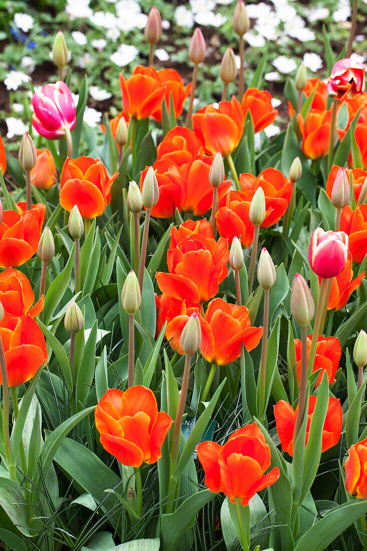 Tulipa kaufmanniana Early Harvest