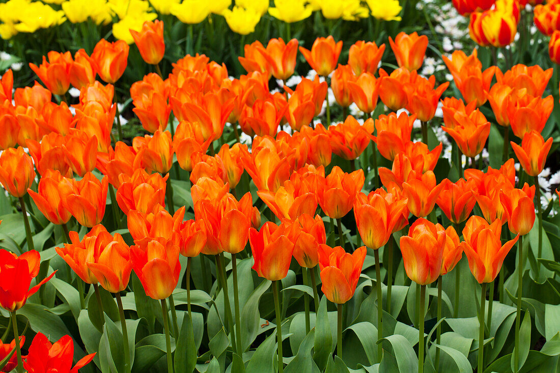 Tulipa fosteriana Orange Emperor