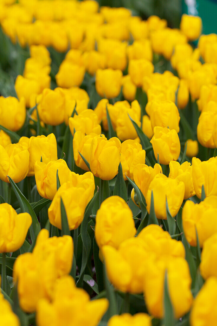 Tulipa 'Desperado'