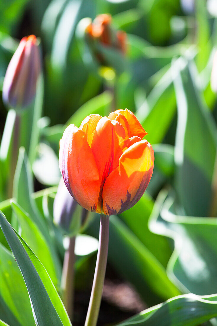 Tulipa 'Hermitage