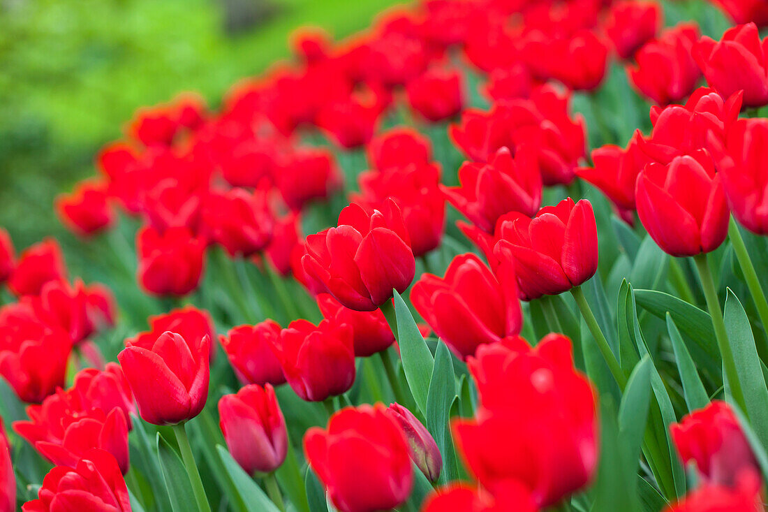 Tulipa Ile de France