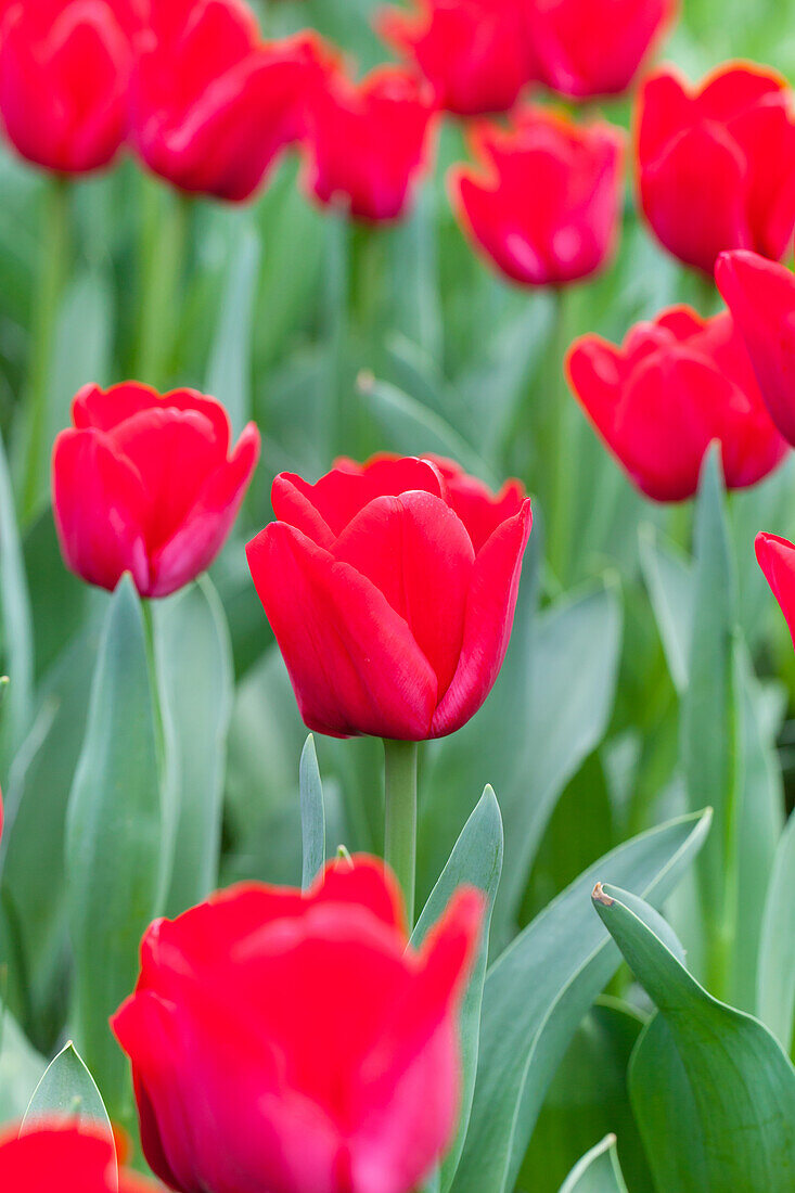 Tulipa Ile de France