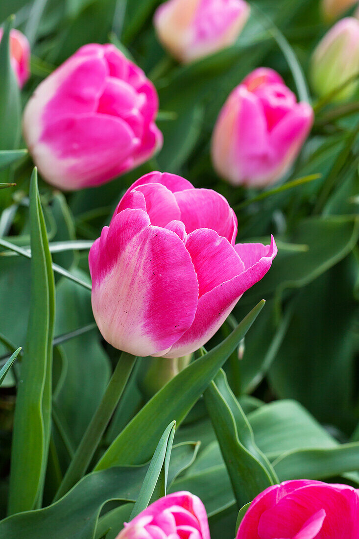 Tulipa 'Innuendo'