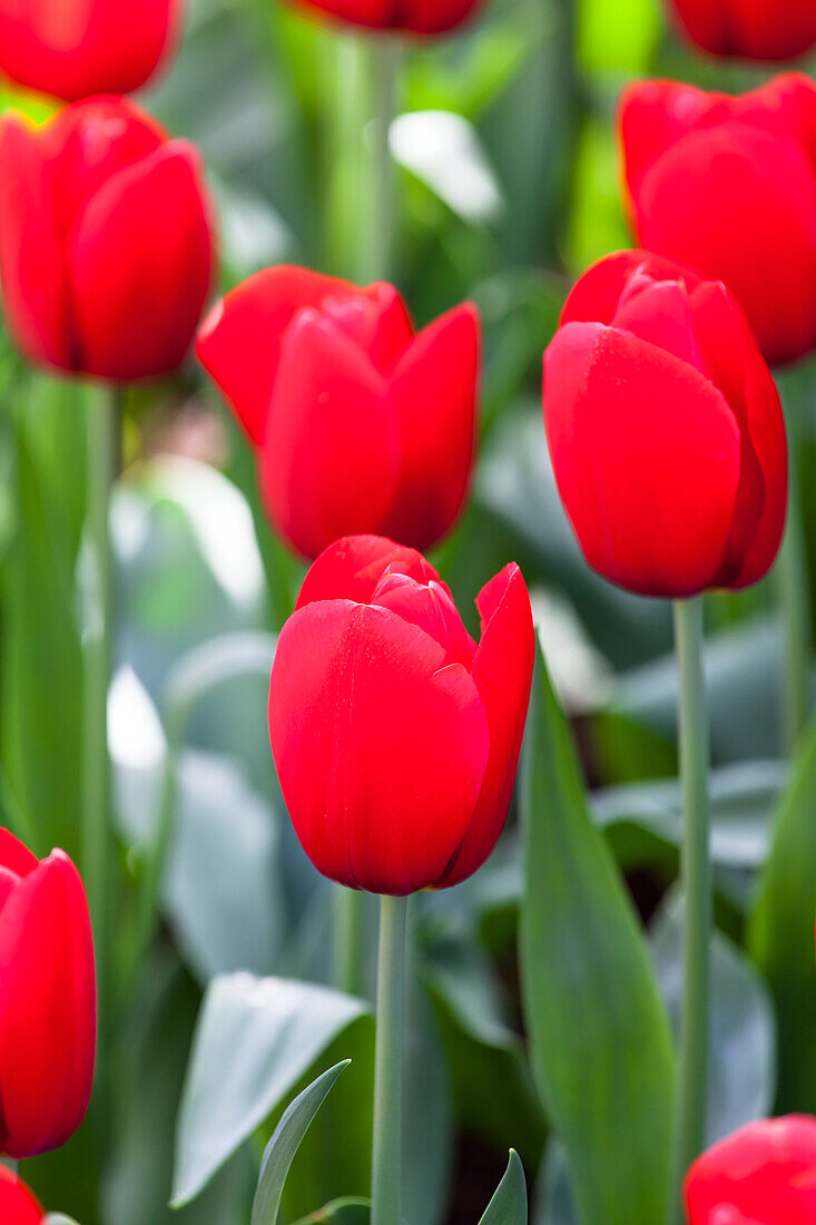 Tulipa 'Red Label