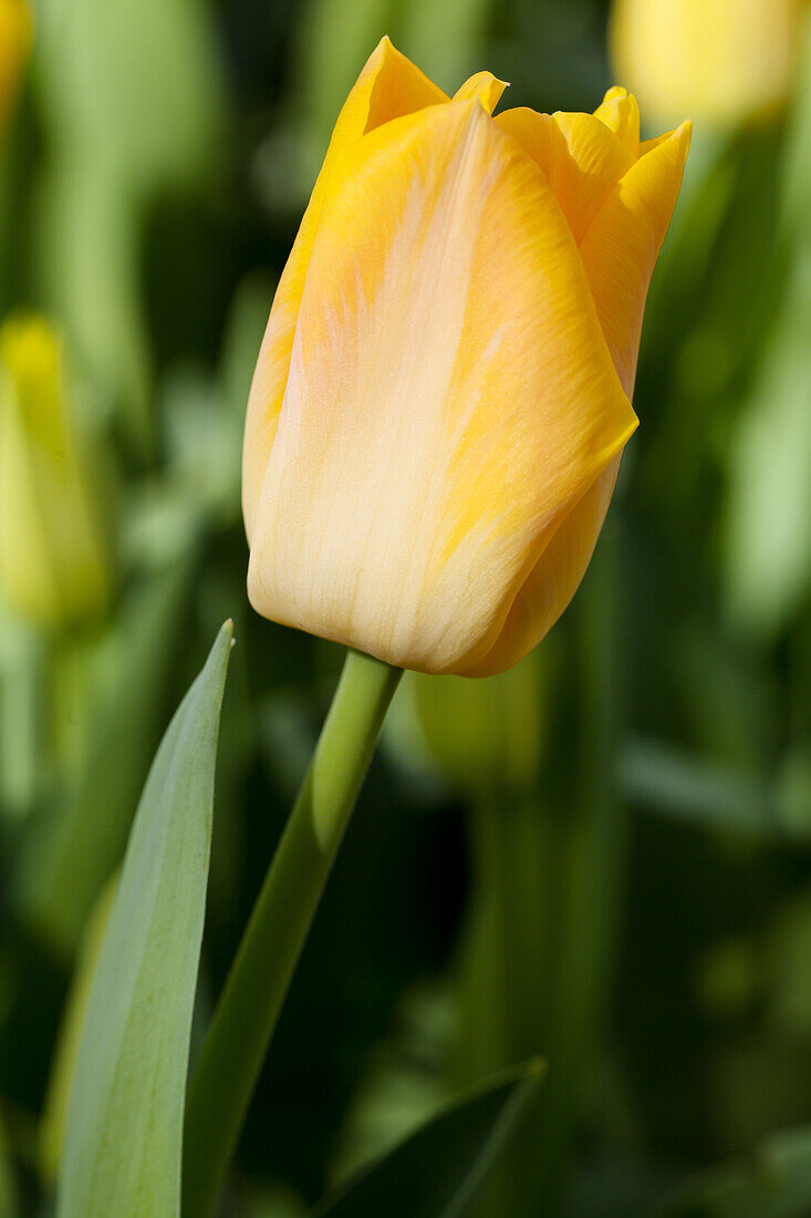 Tulipa 'Salmon Dynasty'