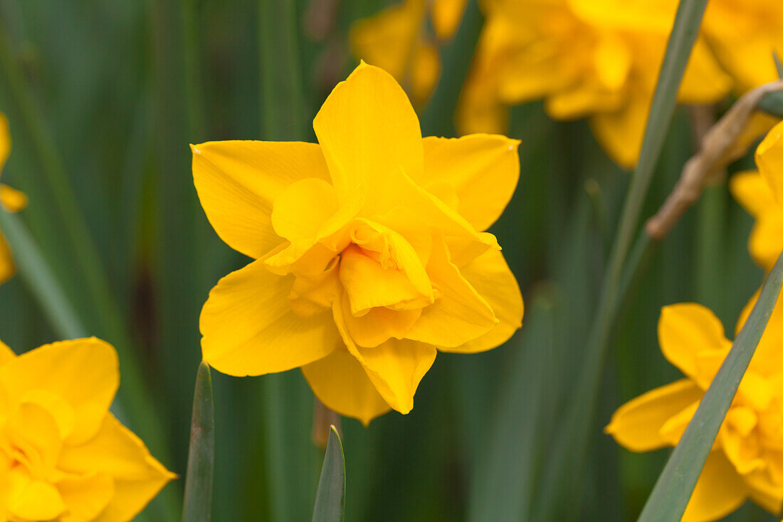 Narcissus Double Smile