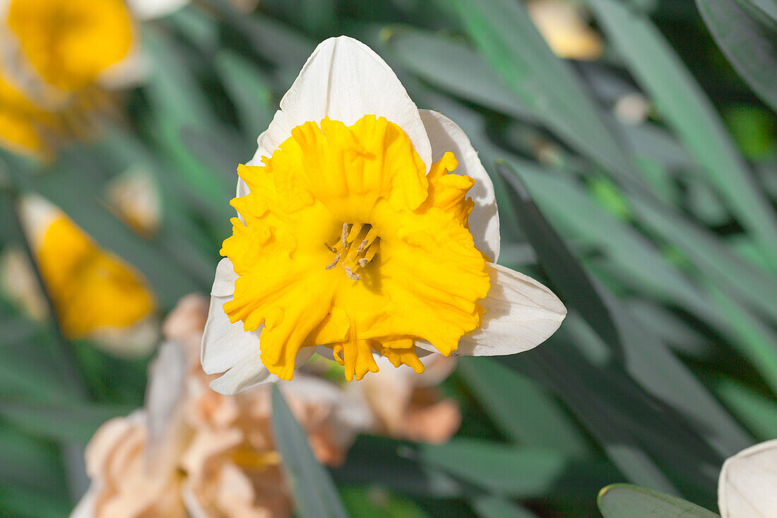 Narcissus Gabriel Kleiberg