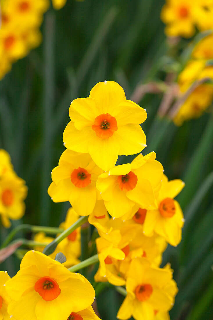 Narcissus 'Hoopoe'