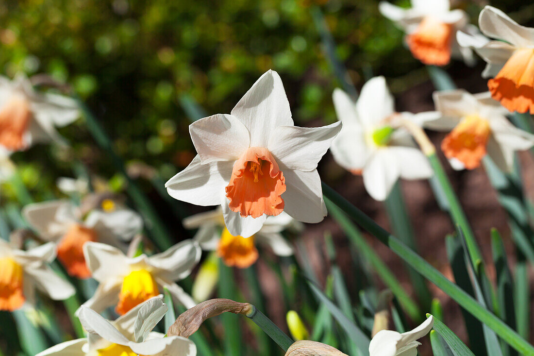 Narcissus 'Las Vegas'