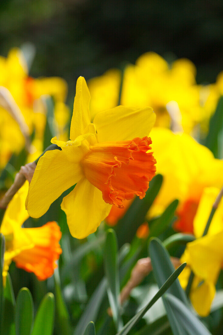 Narcissus 'Orange Progress'