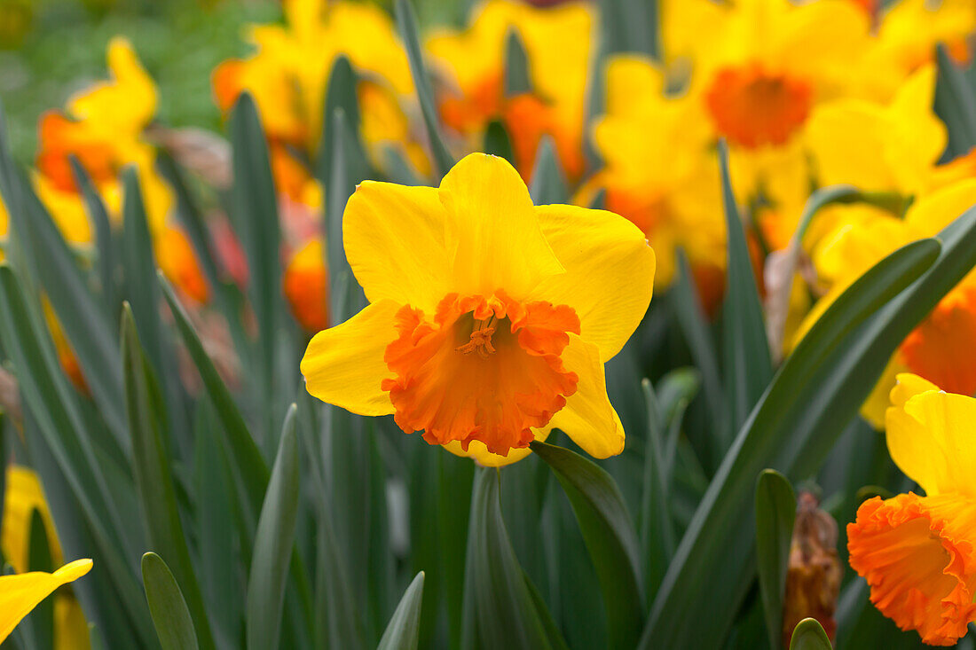 Narcissus 'Orange Progress'