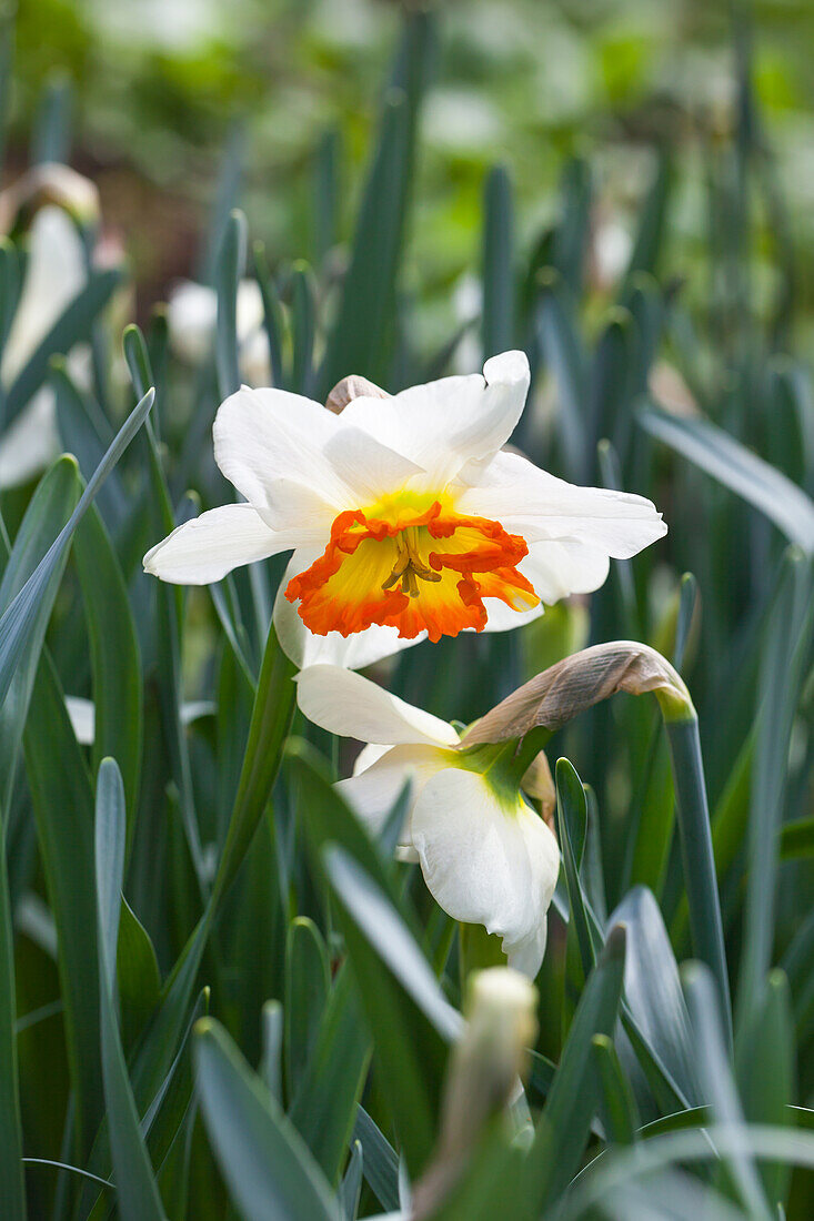 Narcissus 'Roulette'