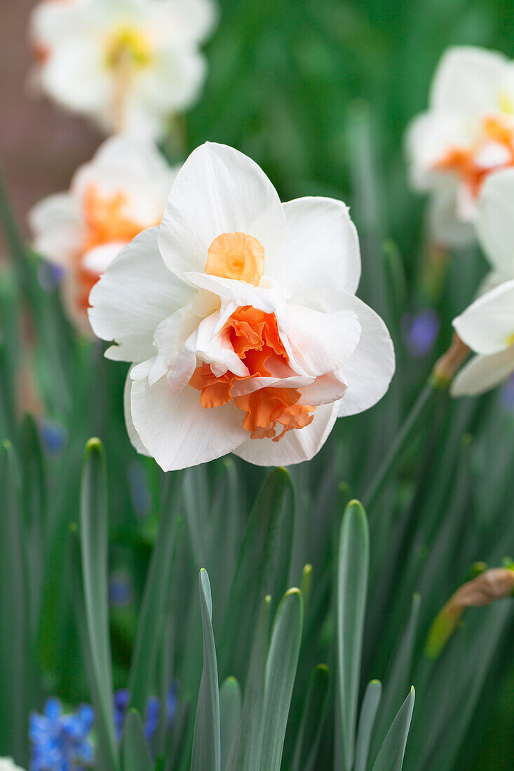 Narcissus 'My Story'