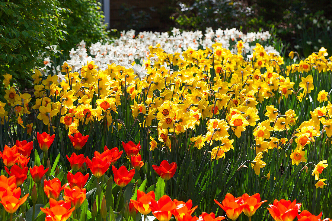 Narcissus 'Zaaling Oranje Geel