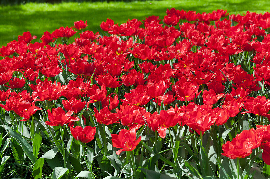 Tulipa 'Abba'