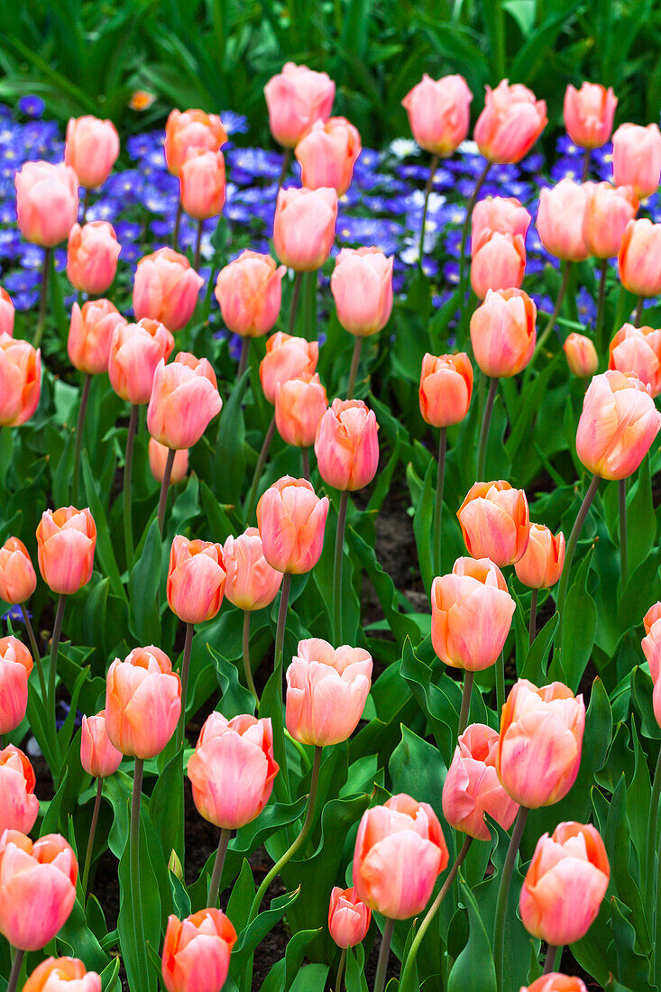 Tulipa 'Apricot Beauty'