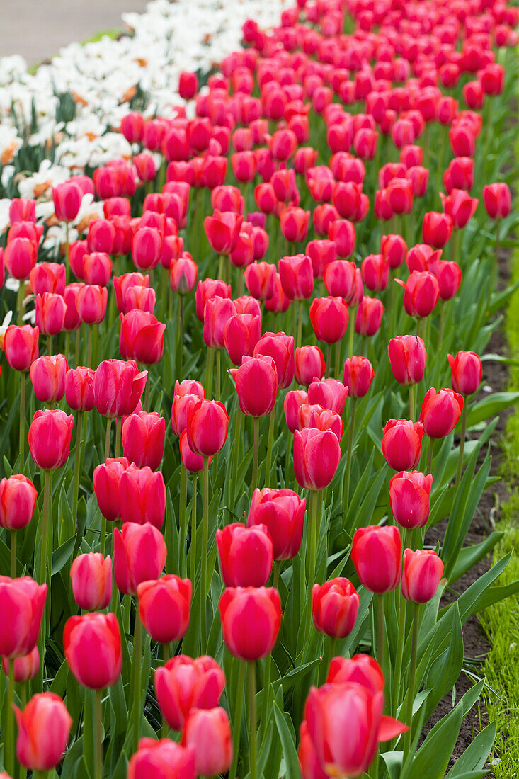 Tulipa 'Cape Holland'