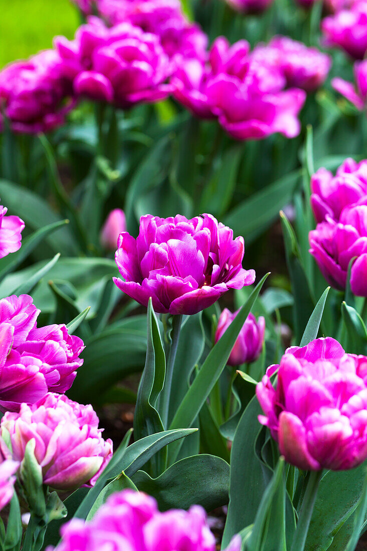 Tulipa Color Burst