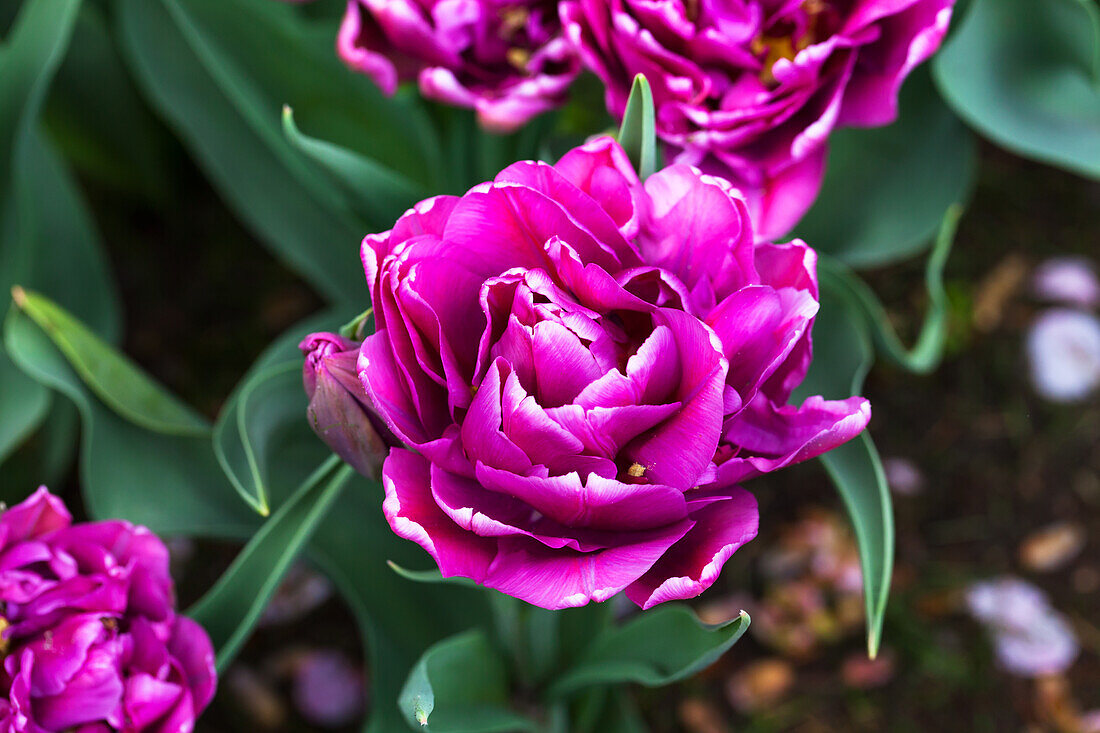 Tulipa 'Color Burst'