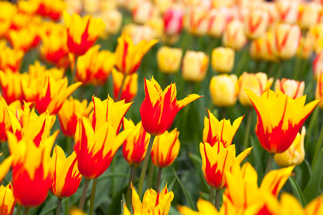 Tulipa 'Fire Wings'