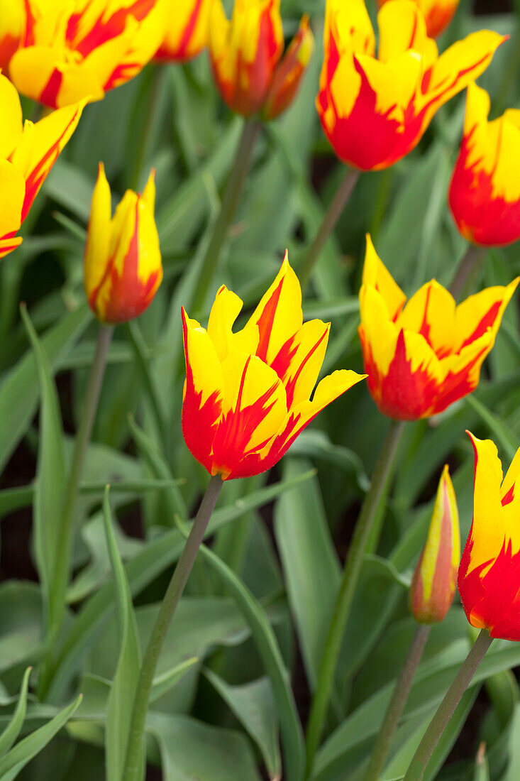 Tulipa 'Fire Wings'