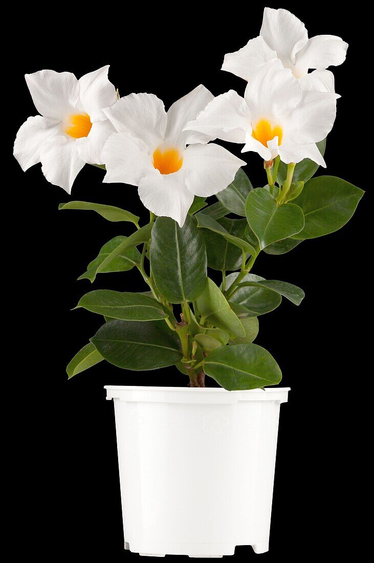 Mandevilla sanderi 'Sundaville® Cream Pink'