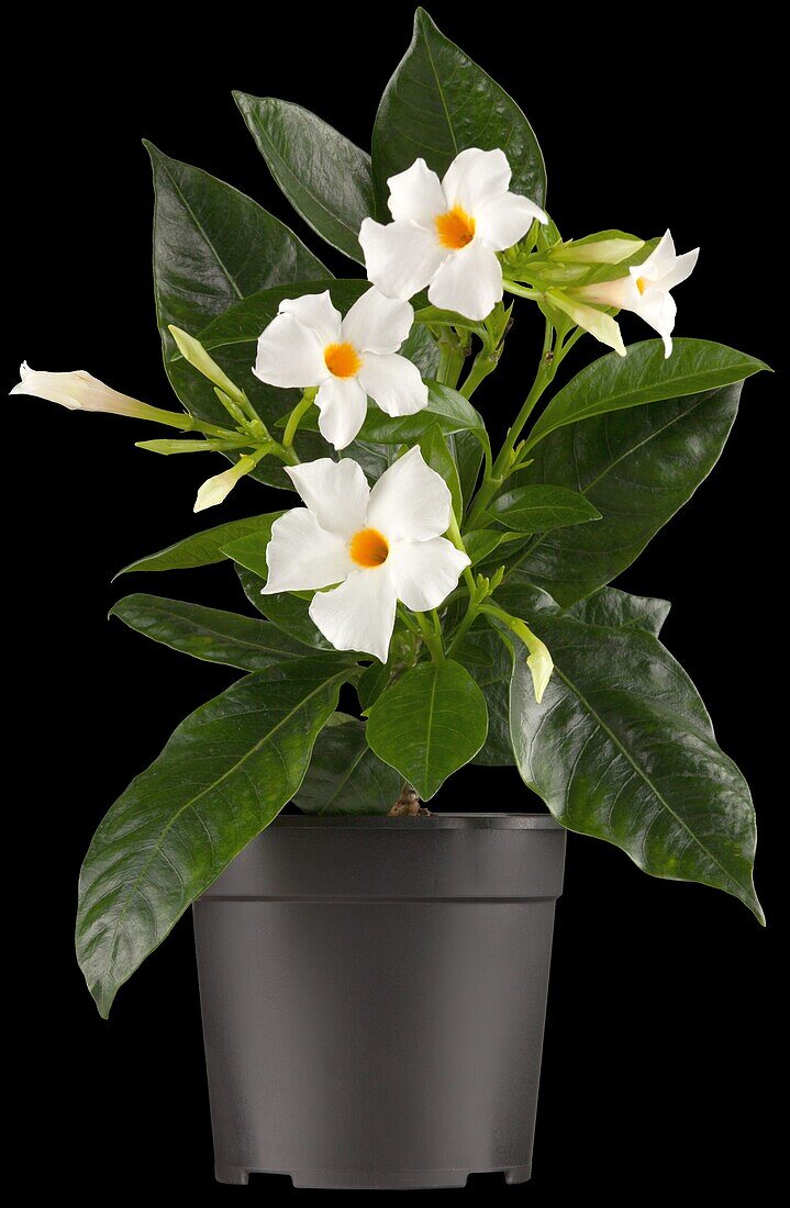 Mandevilla boliviensis