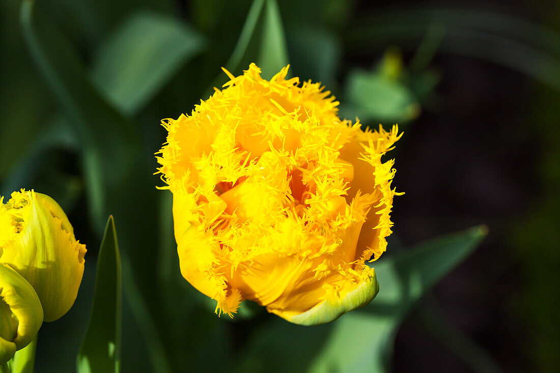 Tulipa 'Mon Amour'