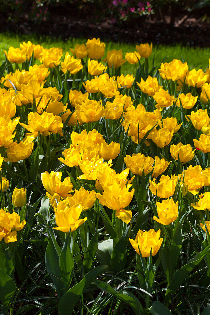 Tulipa 'Monte Carlo