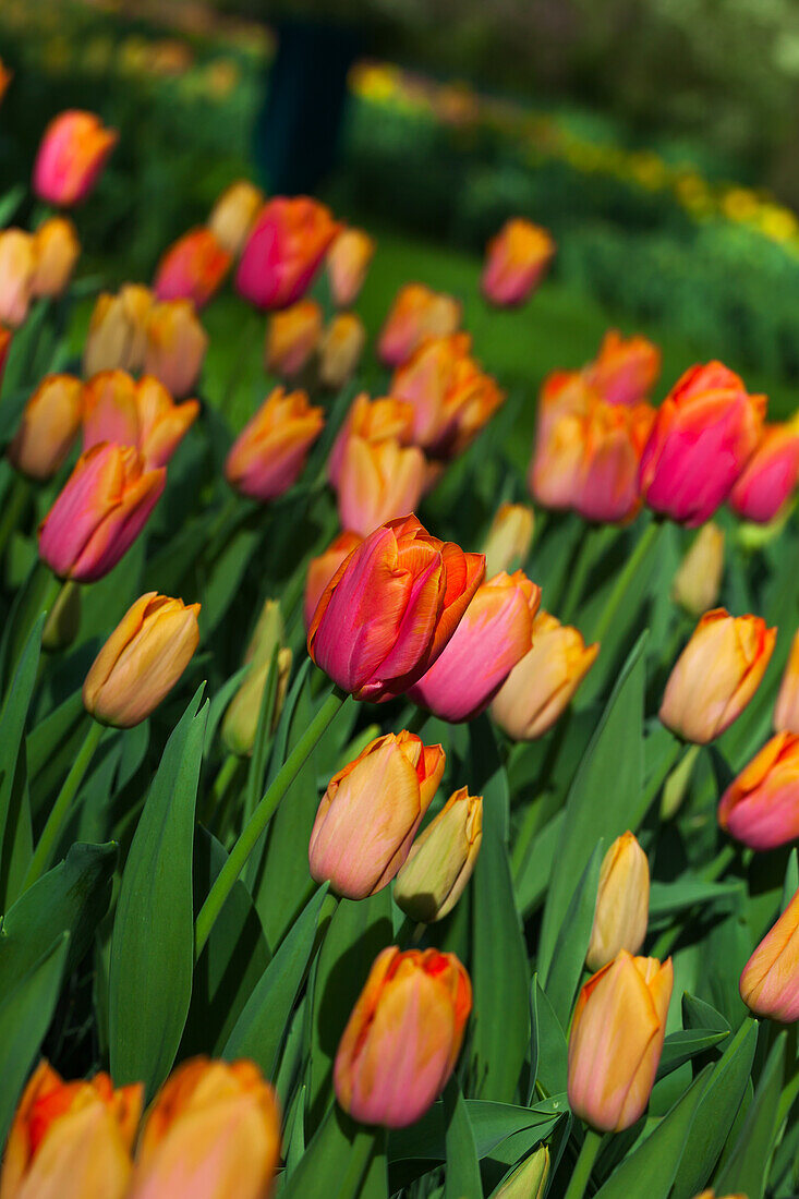 Tulipa 'Orange Dynasty'