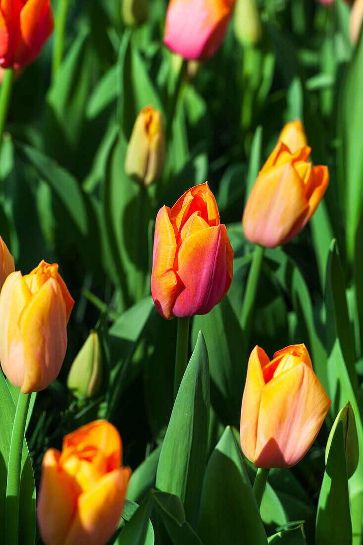 Tulipa 'Orange Dynasty'