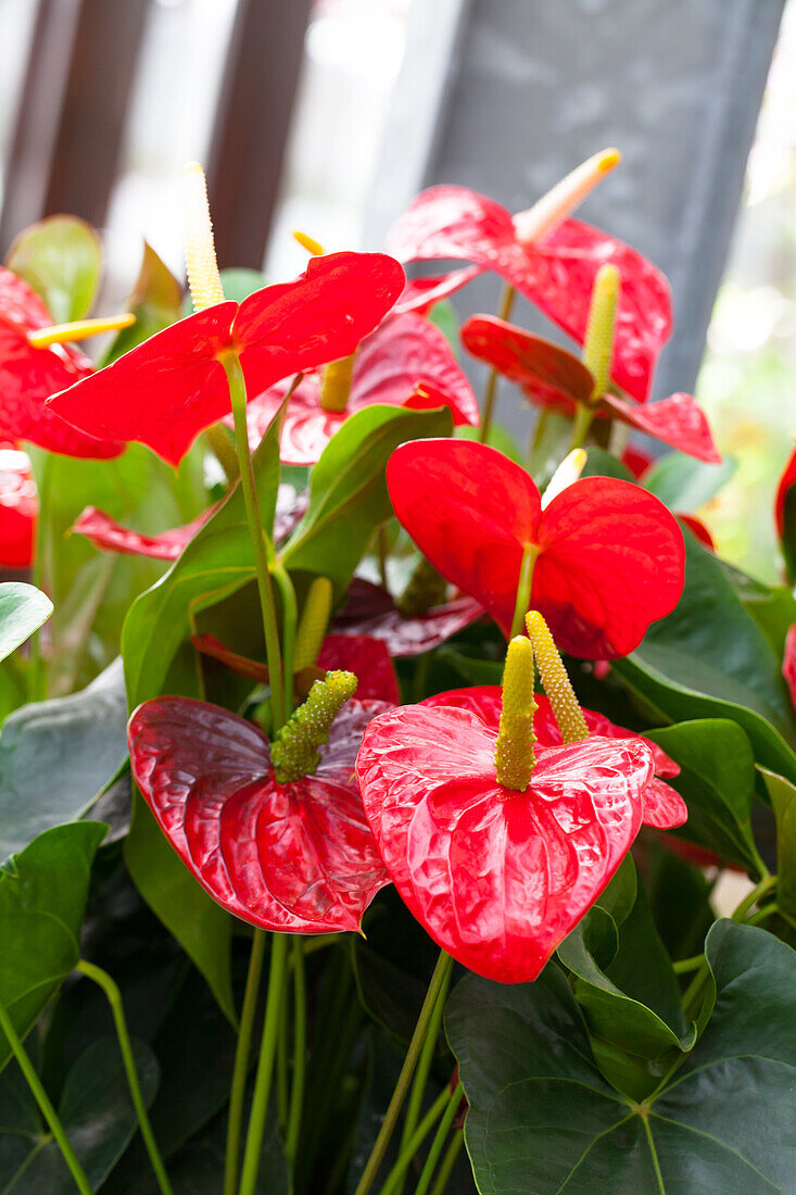 Anthurium x andreanum 'Dakota'