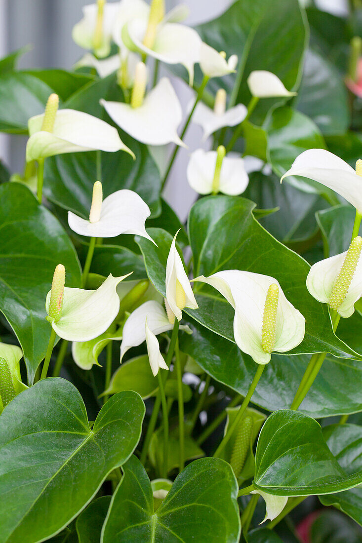 Anthurium x andreanum 'Rainbow Champion'