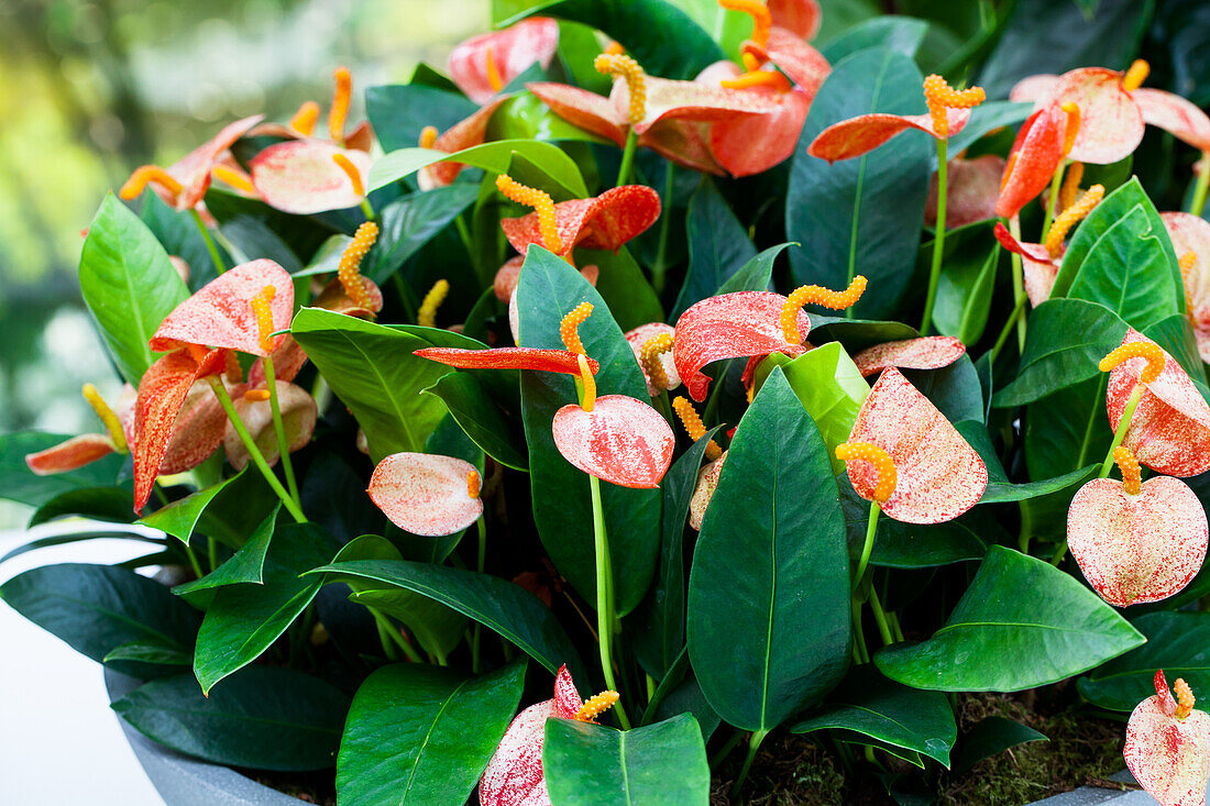 Anthurium x scherzerianum 'Amaretti'