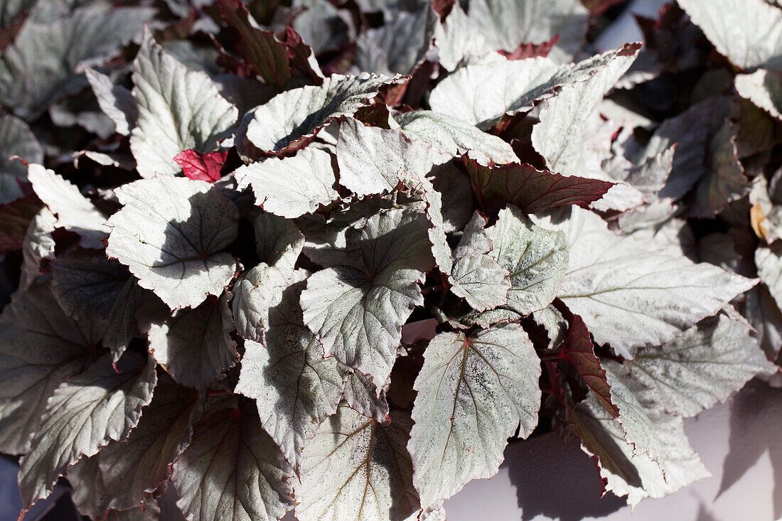 Begonia rex 'Yukon Frost'®