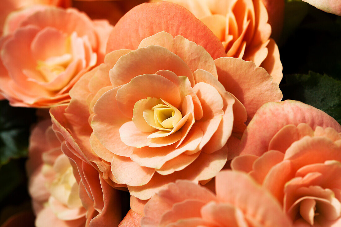 Begonia elatior 'Binos Soft Pink'